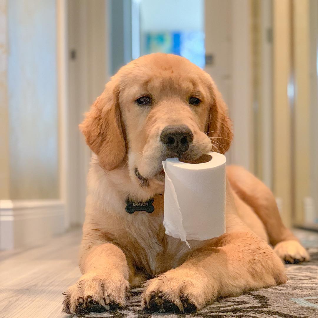 Golden Retriever playing with tissue roll