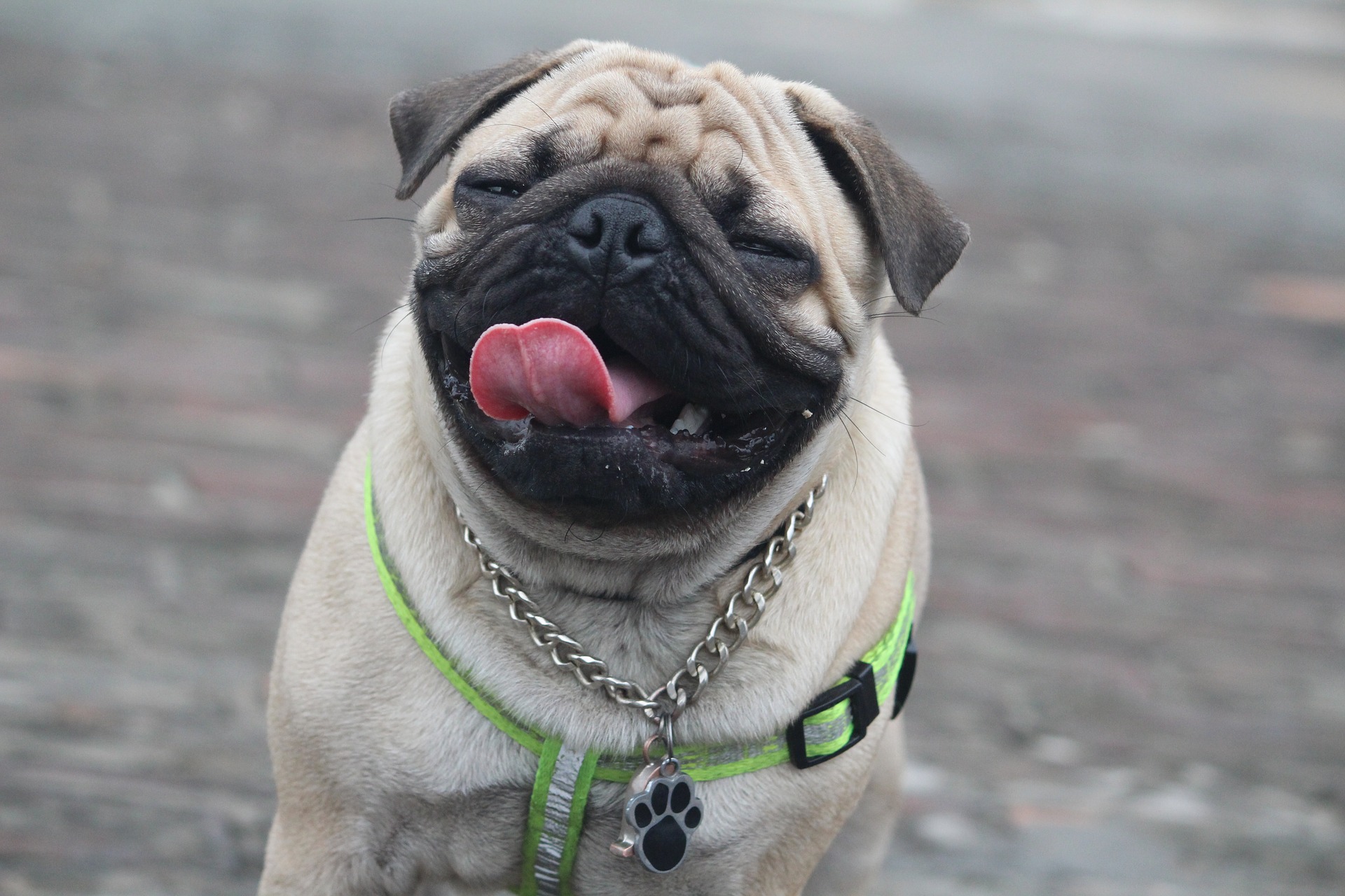 Happy pug with tongue out