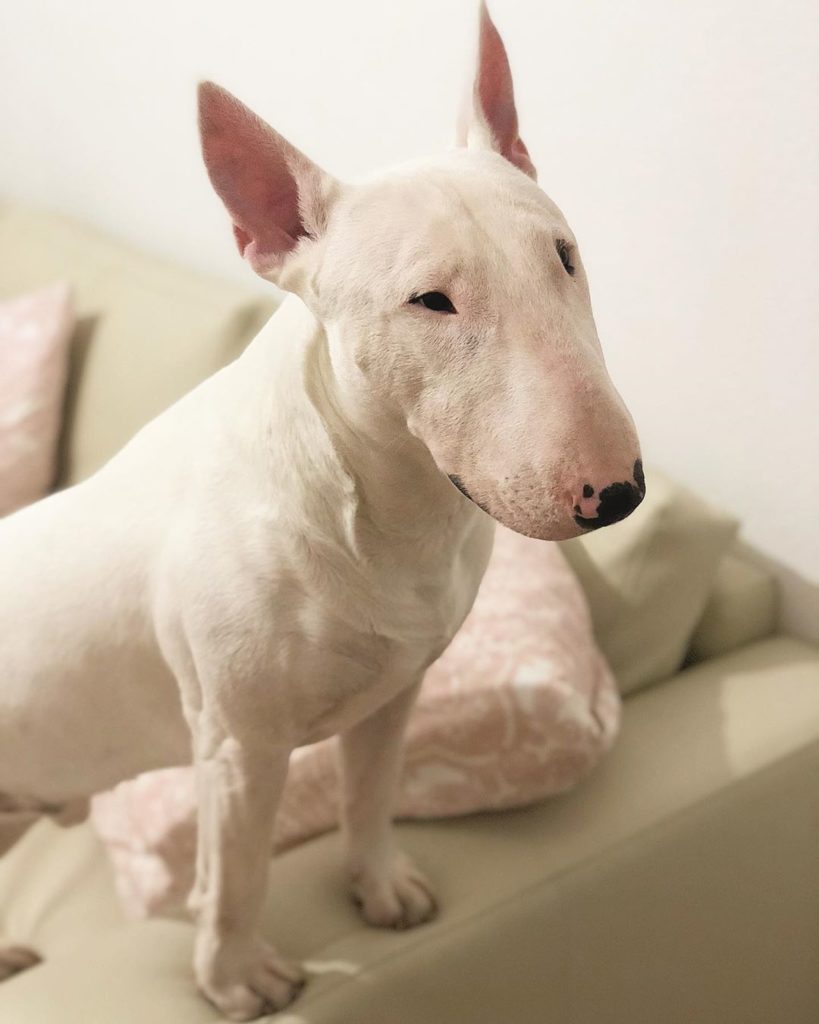 Why buy a Bull Terrier? Woofial Dog Social Network
