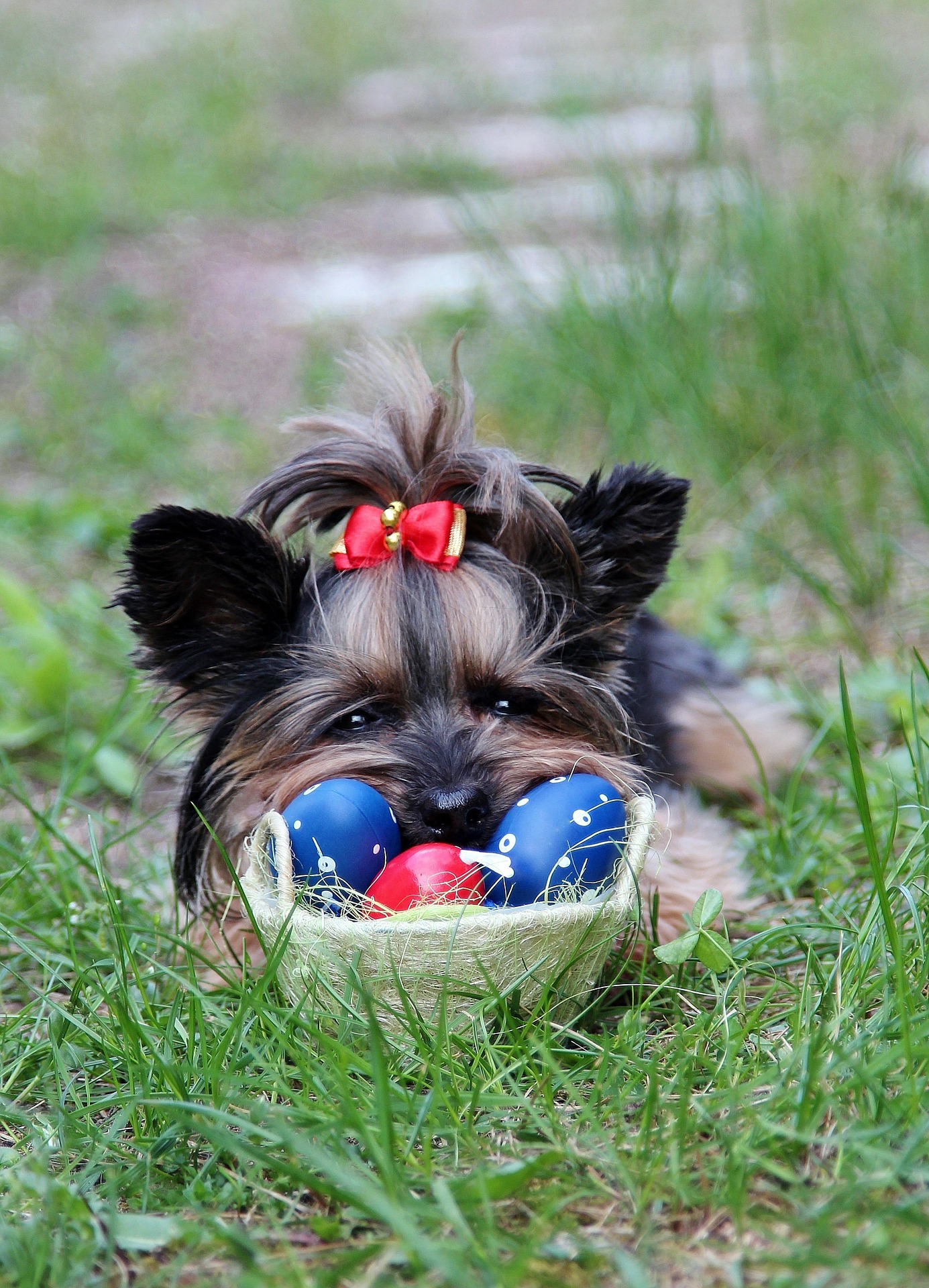 can yorkie eat scrambled eggs