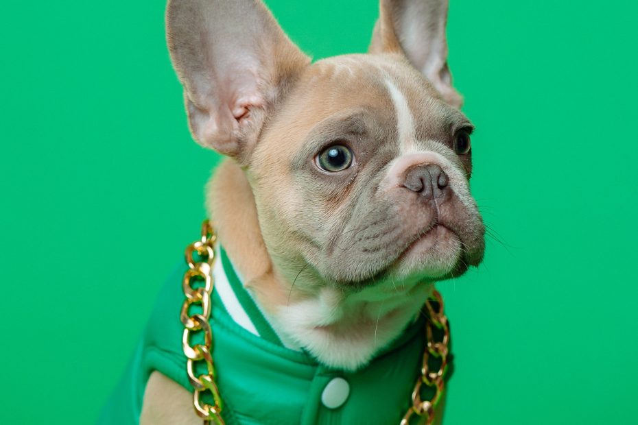 How Much a French Bulldog Cost? Woofial Dog Social Network