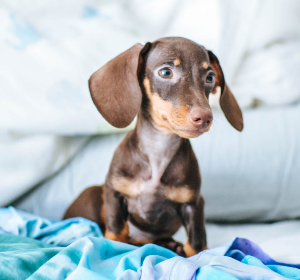 how-to-correctly-say-dachshund-woofial-dog-social-network